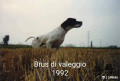 Pedigree BRUS DI VALEGGIO Pedigree BRUS DI VALEGGIO